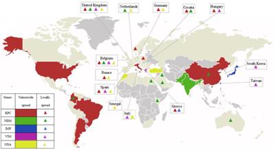 Carbapenemases in Enterobacteriaceae: Detection and Antimicrobial Therapy